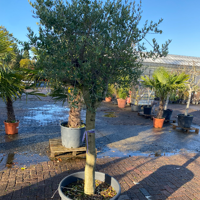 Olea Europea (olijfboom)