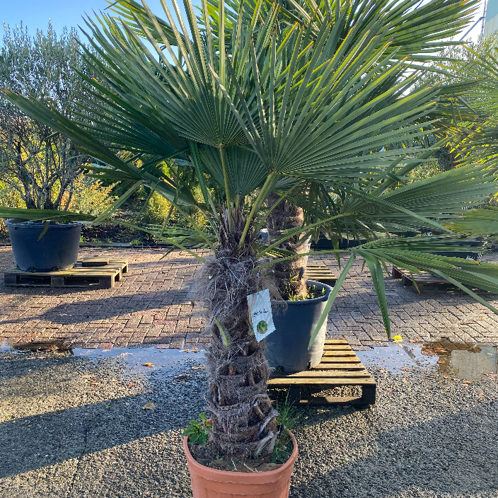 Trachycarpus Fortuneii (palmboom)
