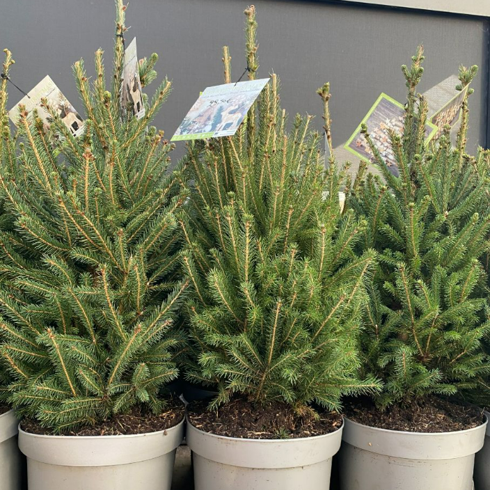 Picea Glauca (Witte of Canadese spar)