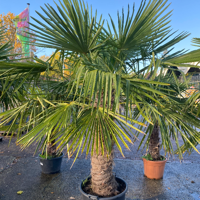 Trachycarpus Fortuneii (palmboom)